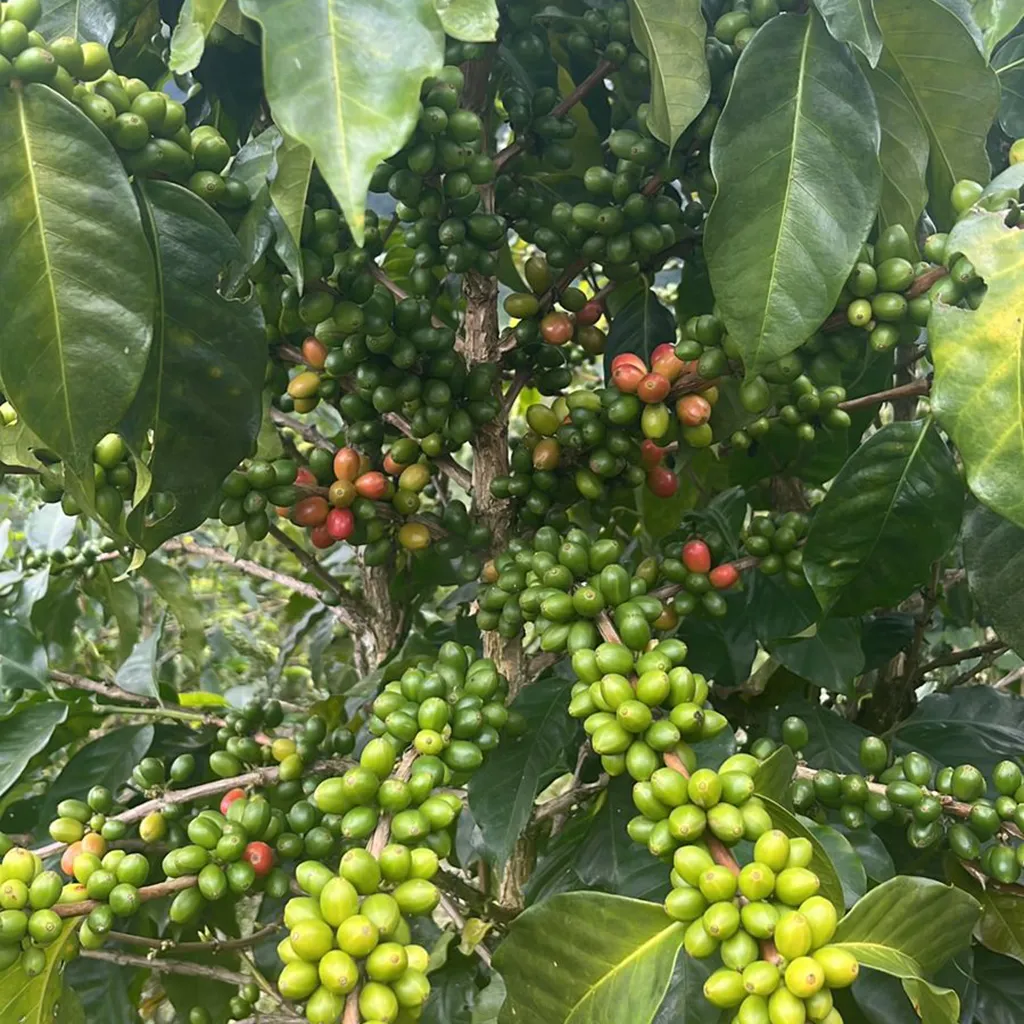 Finca_LaEsperanza_harvest