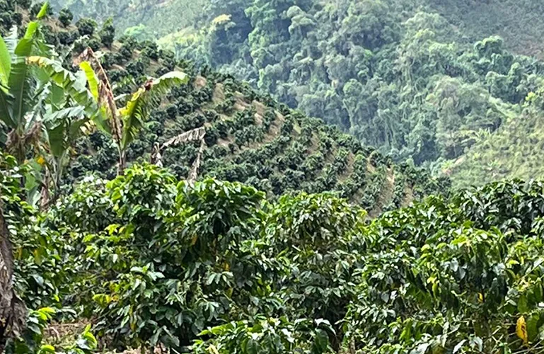Finca_LaEsperanza_mountains